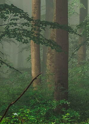 nature sounds