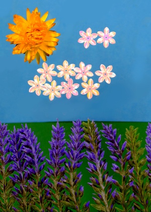 Цветы для дома