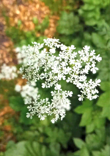 Лес Лес