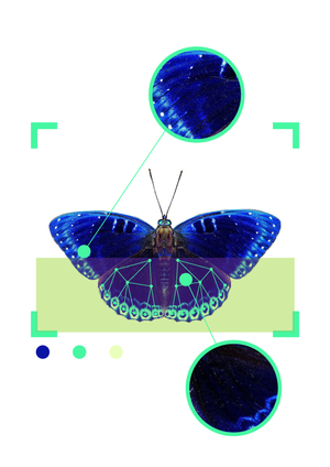 Инфографика для «Парк Бабочек»