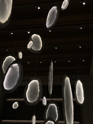 JELLYFISH