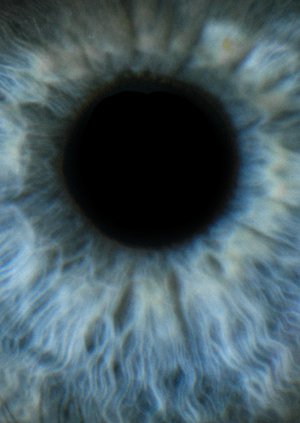 Разговор с лесом