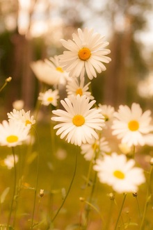 Test Test