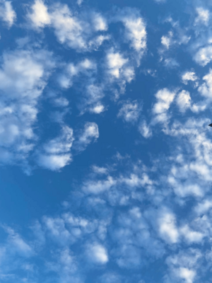 Проект Октябрь