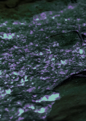 Currents