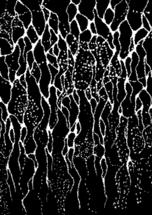 Реверсия жизни и биологический беспорядок