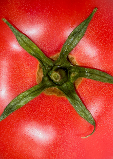 tomato dreams