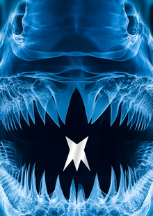megalodon