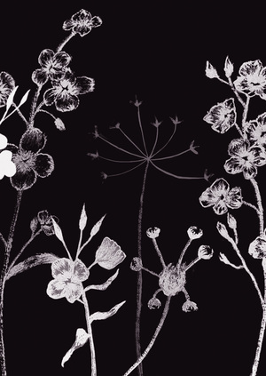 Икигай // Ночные цветы