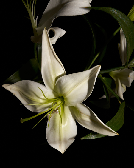 The illusion of nature