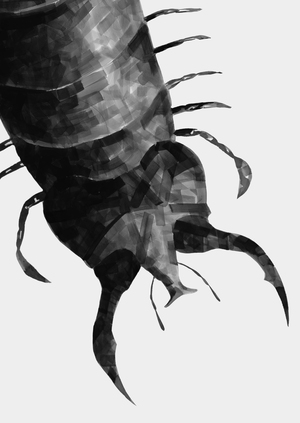 Жуки: противные, но любимые 