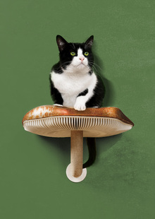Mewshroom | Коллекция мебели для котокафе