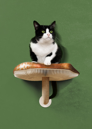 Mewshroom | Коллекция мебели для котокафе