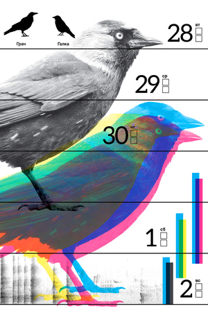 Календарь для начинающих бёрдвотчеров