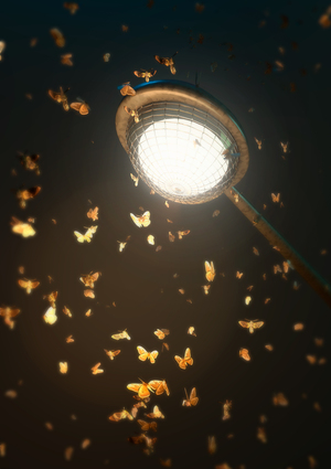 Particle Simulation | Moths
