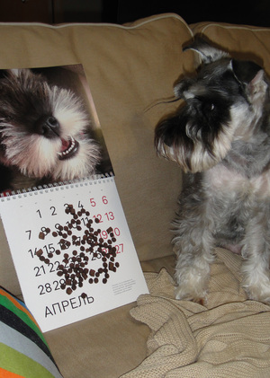 Собака по имени Челси