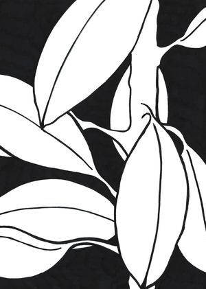 мои растения