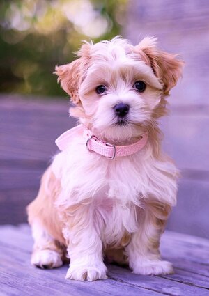 Центр зоопсихологии, дрессировки 
для щенков «‎Fluffy fight»