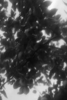 B&W photographs, portfolio